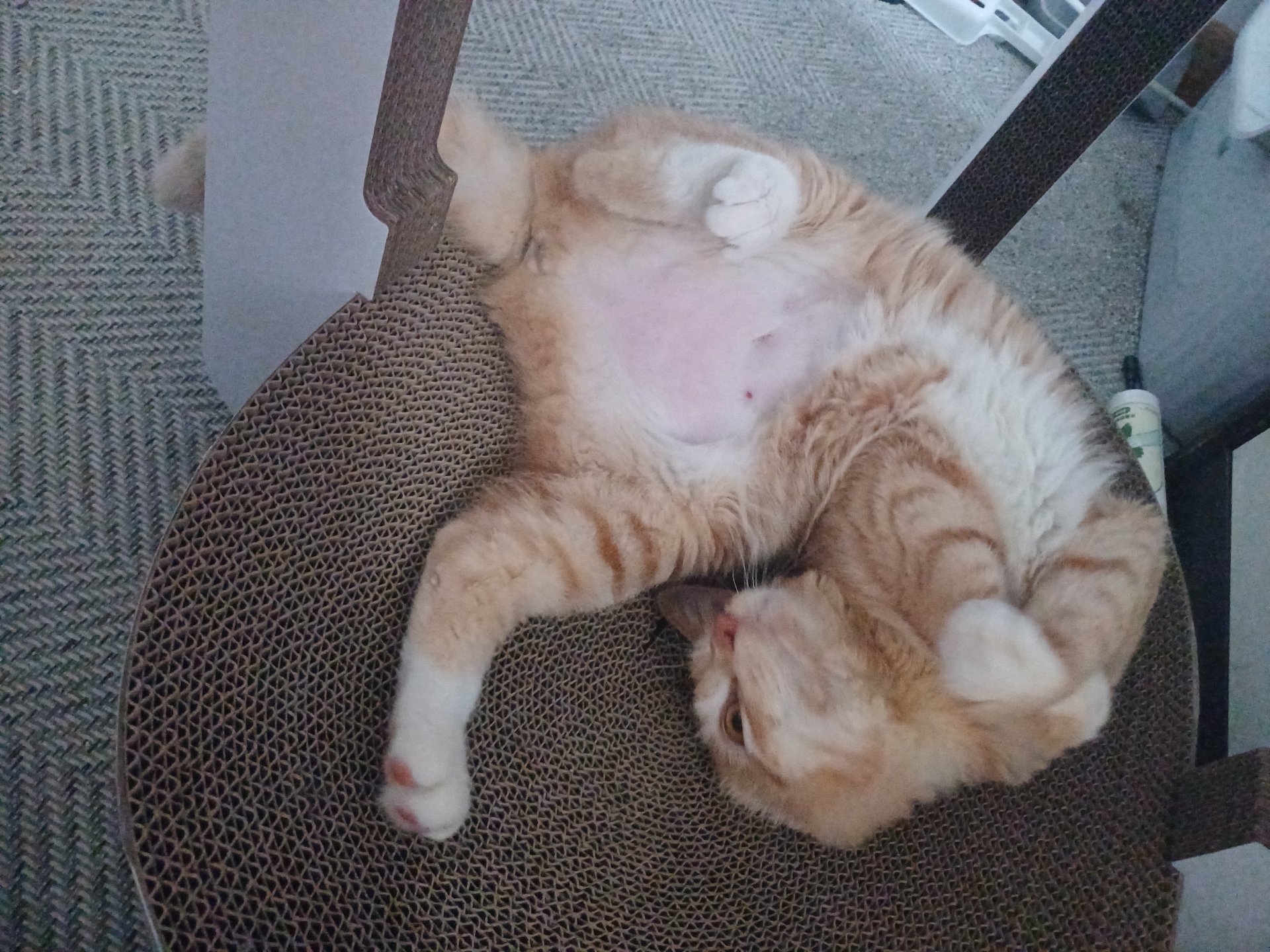나공이