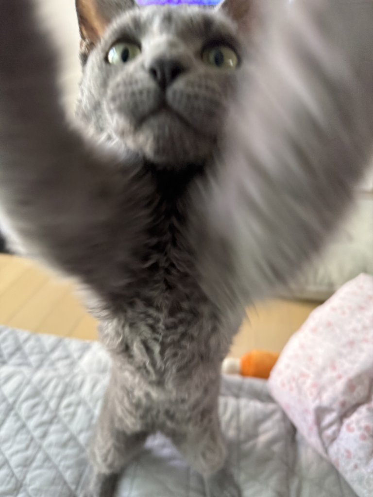 루루