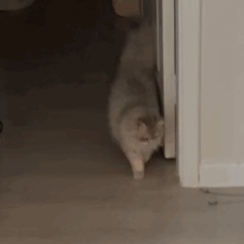 F196_IMG_4450.gif