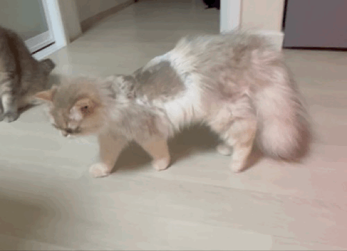 F214_IMG_5373.gif