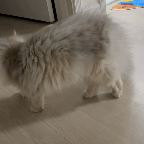 F195_IMG_4438.gif