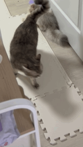 F206_IMG_4811.gif
