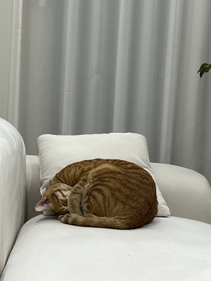 엘로