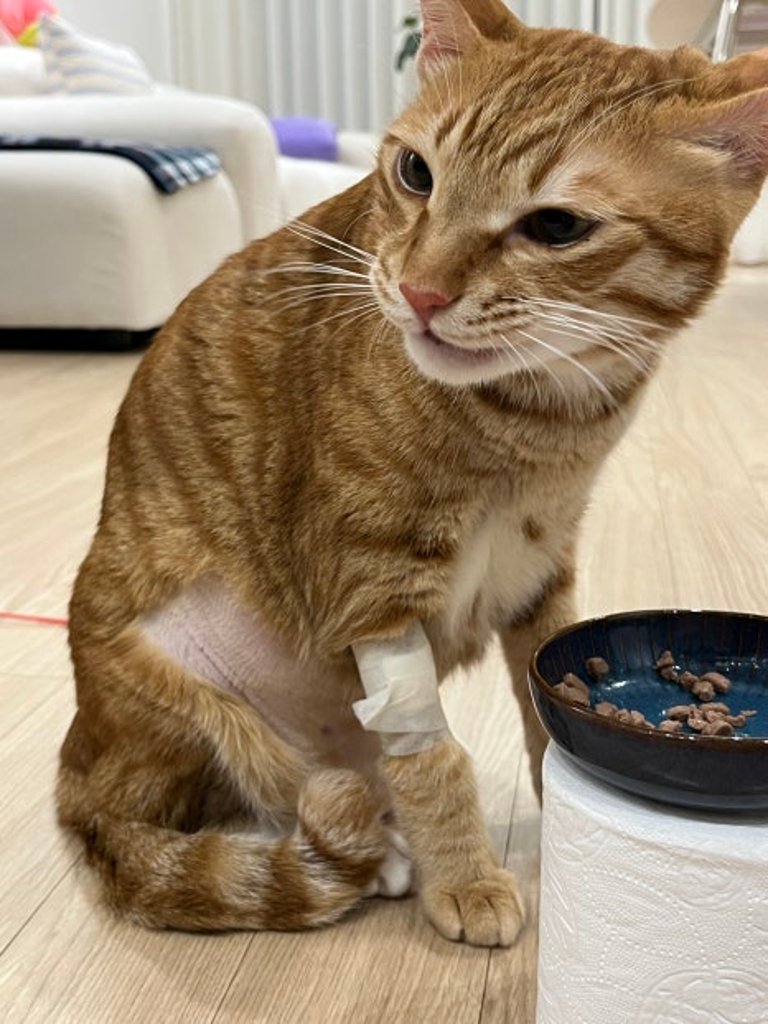 신경성 복막염, 초기부터 8주차 혈검까지의 치료과정