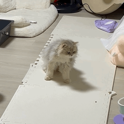 F203_IMG_4740.gif