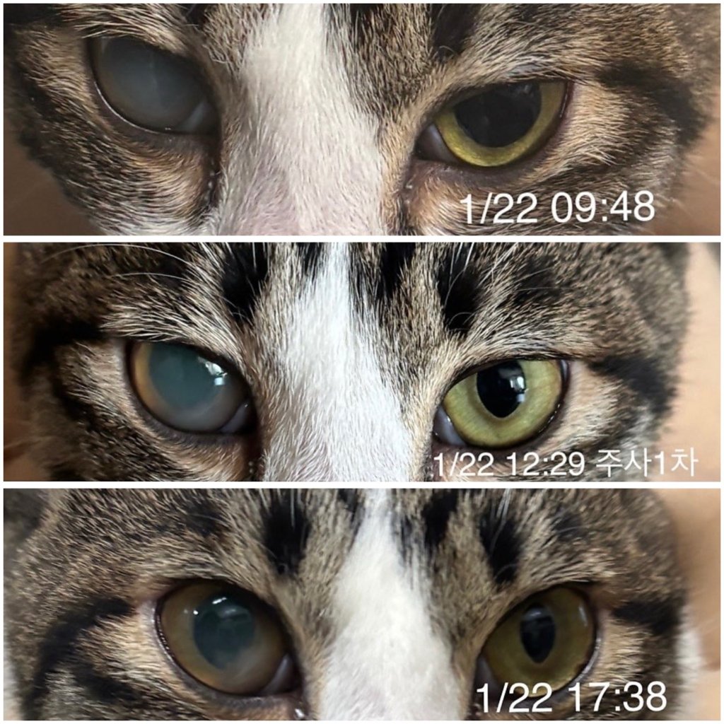 [안구증상_1주차_김꽁치] 묘생 9개월, 복막염에 걸리다.