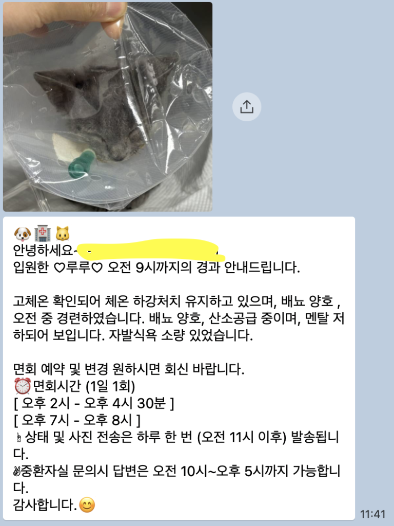 데본렉스 루루 FIP 투병일기-2. 입원, 면회, 퇴원