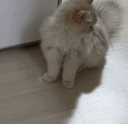 F212_IMG_5203.gif