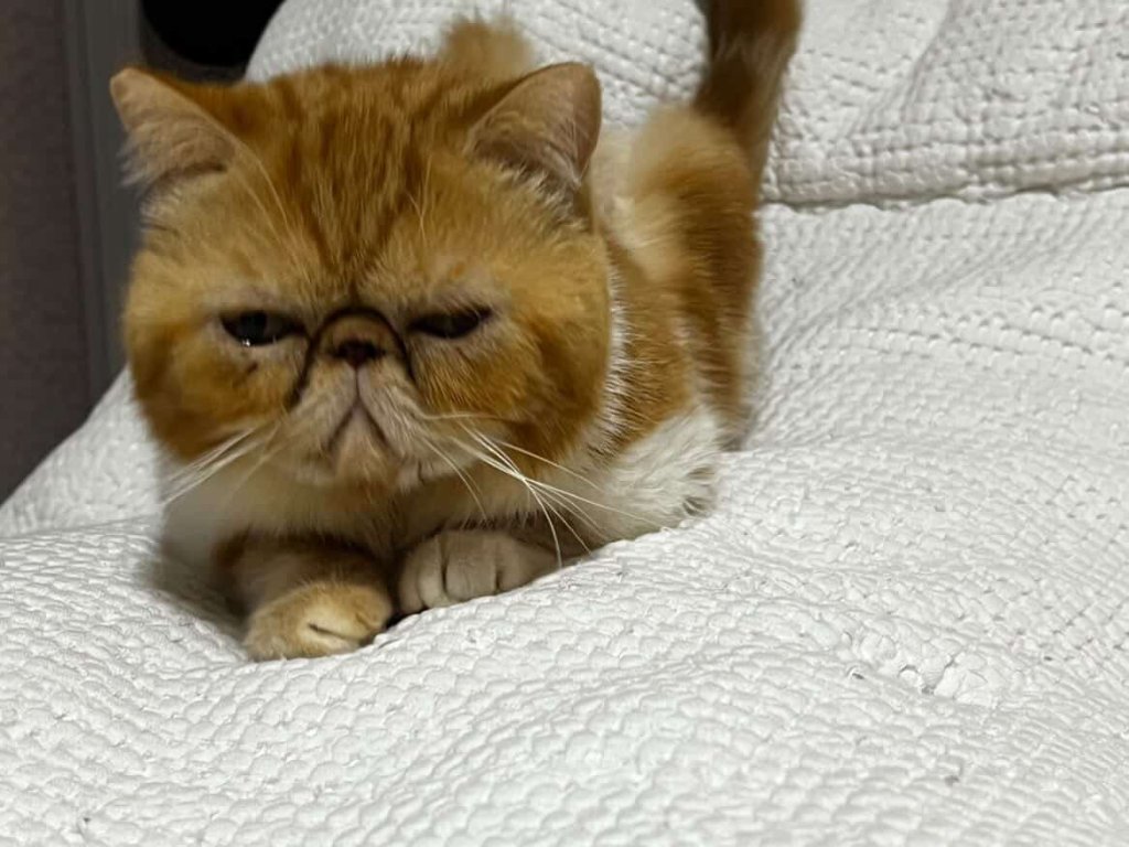 [고양이 복막염 신경성*내성] 찐빵이 복막염 치료후기