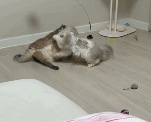 F211_IMG_5148.gif