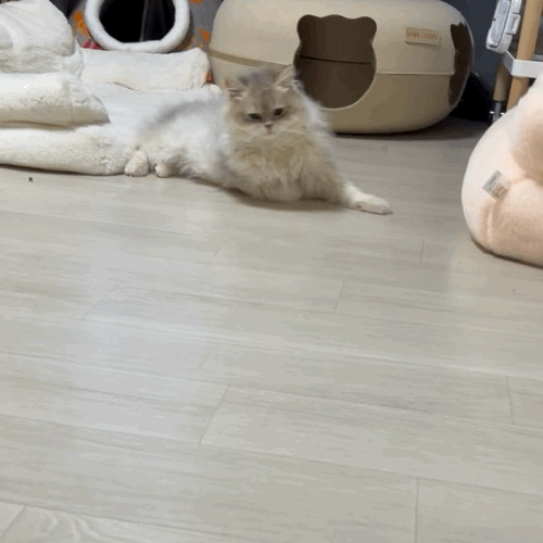 F197_IMG_4488.gif
