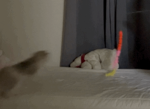 F216_IMG_5588.gif