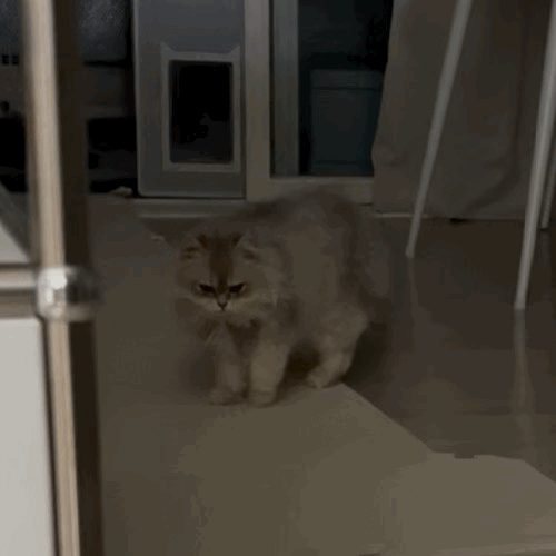 F199_IMG_4606.gif