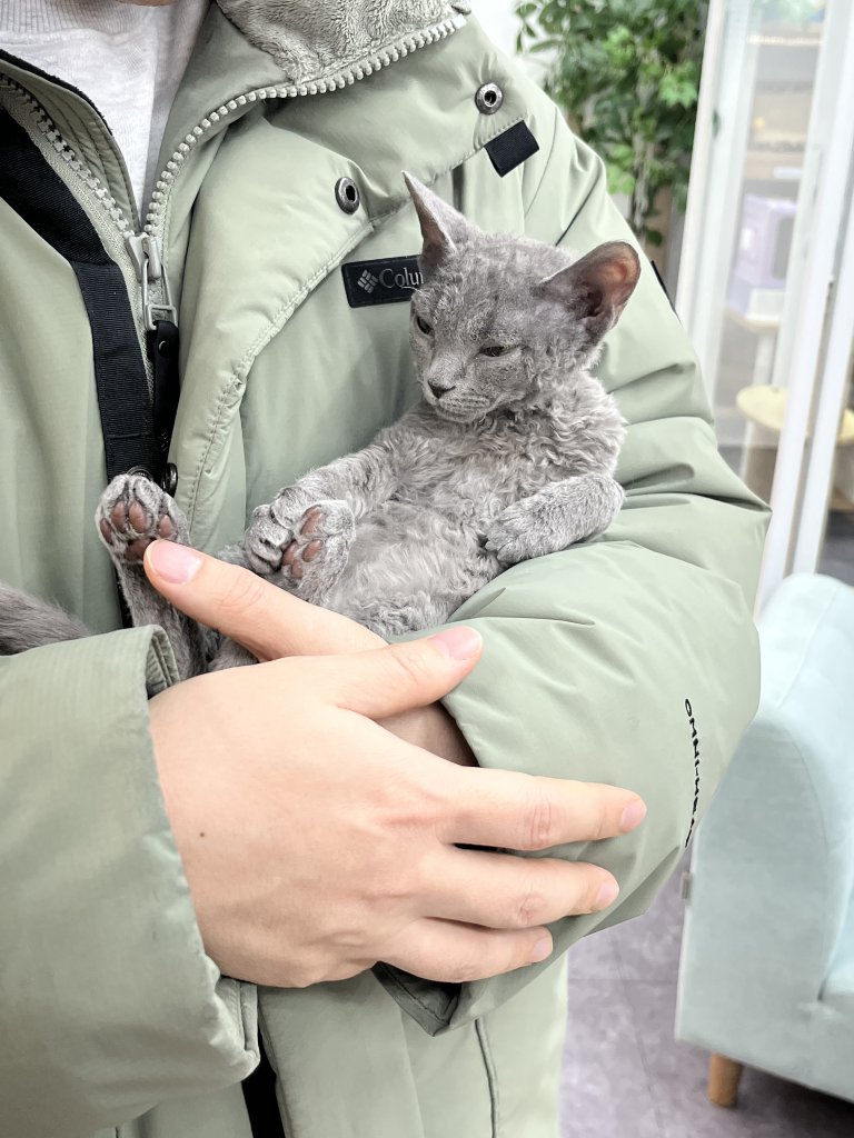 데본렉스 루루 FIP 투병일기-1. 복막염 발병