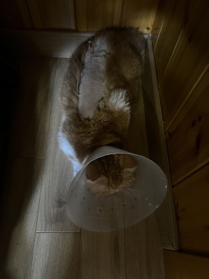 찐빵이