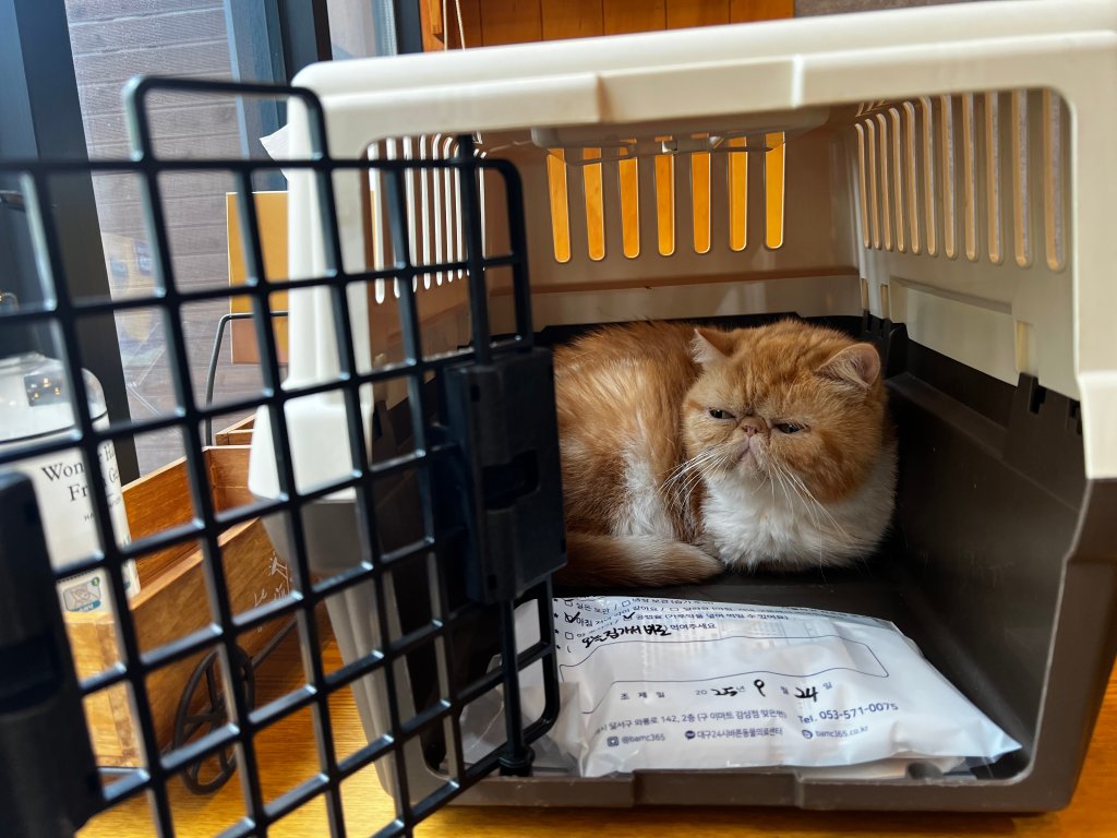 (신경성)찐빵이 고양이복막염 27일차 경험담